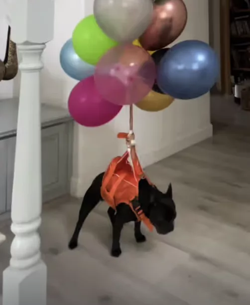 Frenchie’s historic balloon flight !